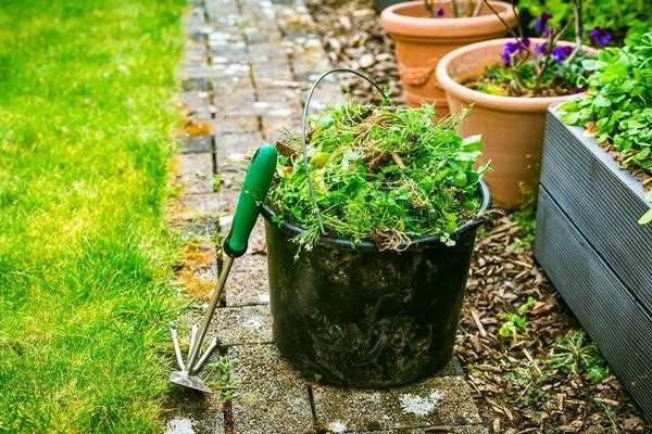 Эффективные методы борьбы с сорняками в саду