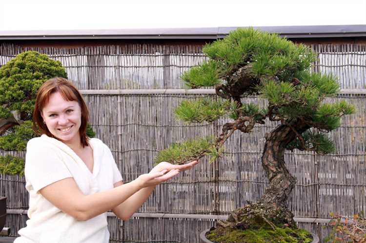 Возможности искусства деревьев бонсай