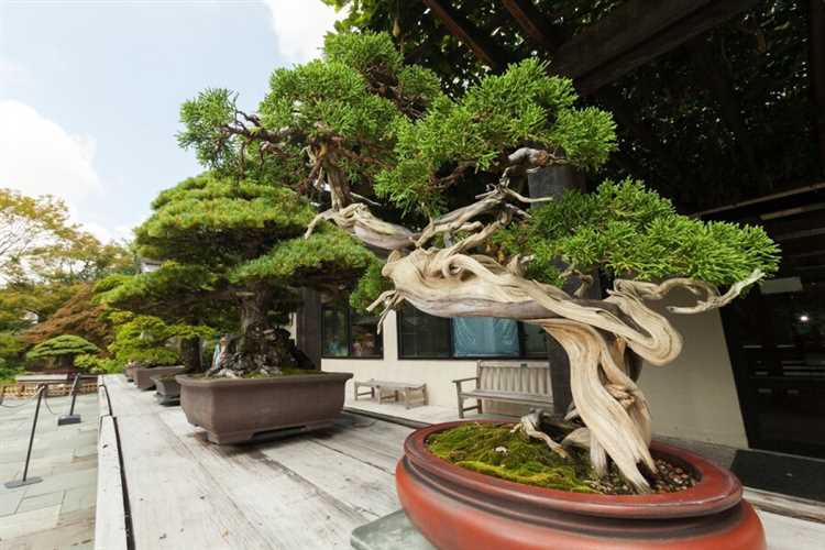 Искусство деревьев бонсай