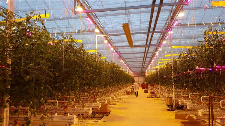 Использование искусственного освещения для выращивания растений в теплице