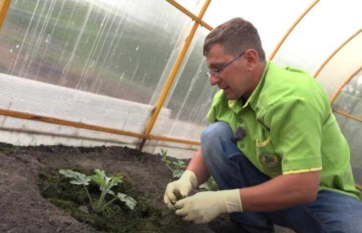 Улучшение почвы в теплице с помощью компоста
