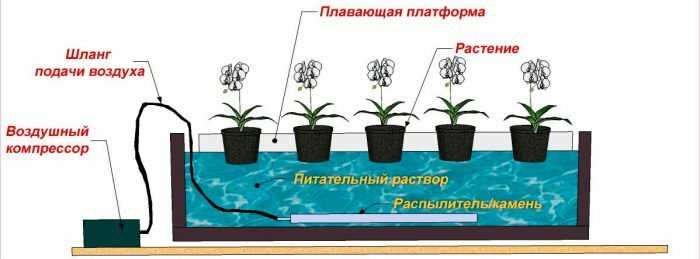 Использование методов гидропонного выращивания