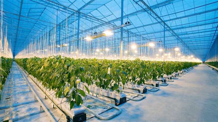 Эффективность использования и роль освещения в росте растений