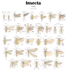 Роль полезных насекомых в борьбе с вредителями