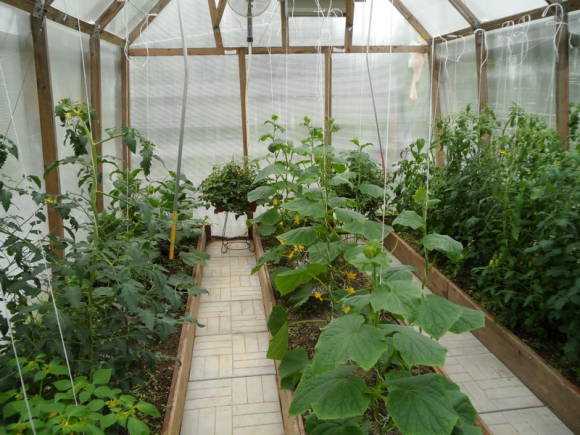 Преимущества использования вертикальных стеновых садов в теплицах