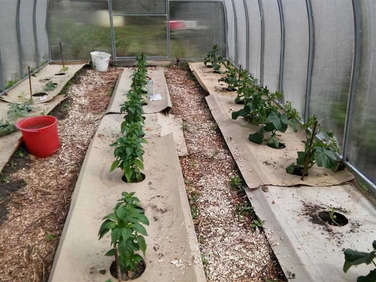 Как контролировать рост сорняков в теплице