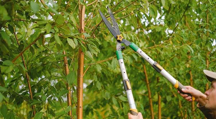 Причины для обрезки фруктовых деревьев и кустарников