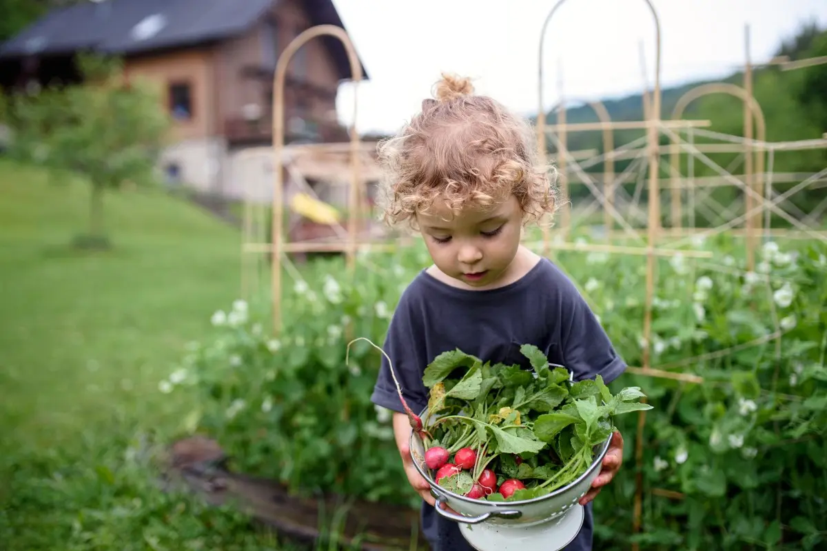 Программы и методы обучения садоводству для детей