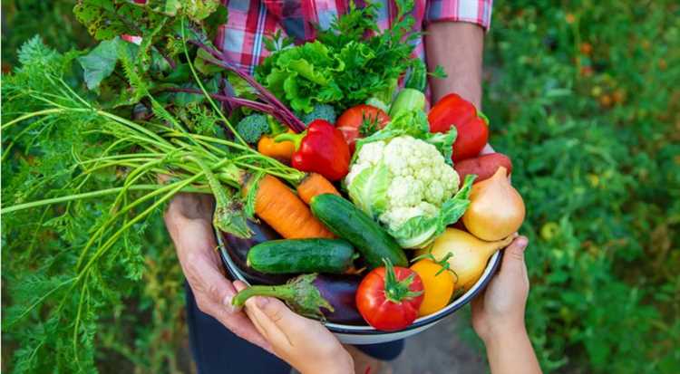 Как определить время сбора овощей