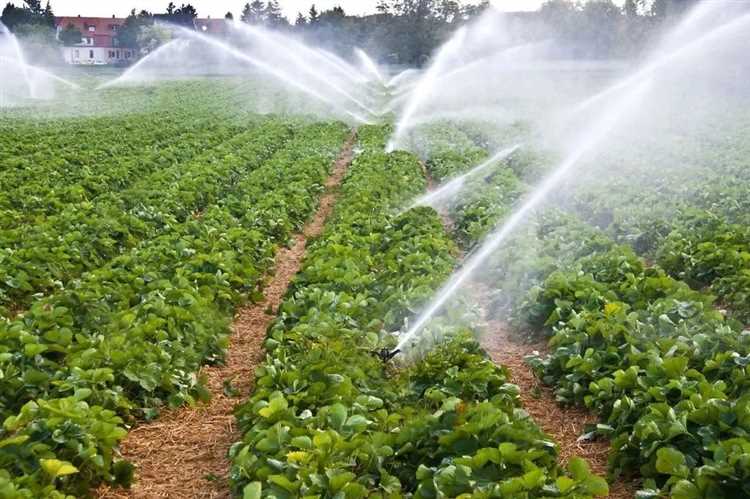 Системы переработки сточной воды для орошения сада