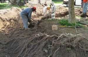 Подготовка почвы для посадки и пересадки растений