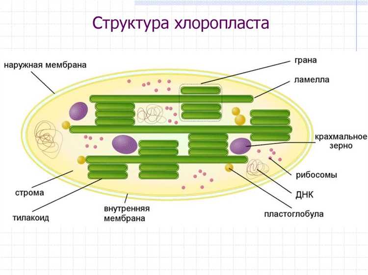 Механизм фотосинтеза и его этапы