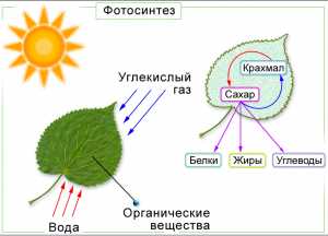 Основные фазы фотосинтеза