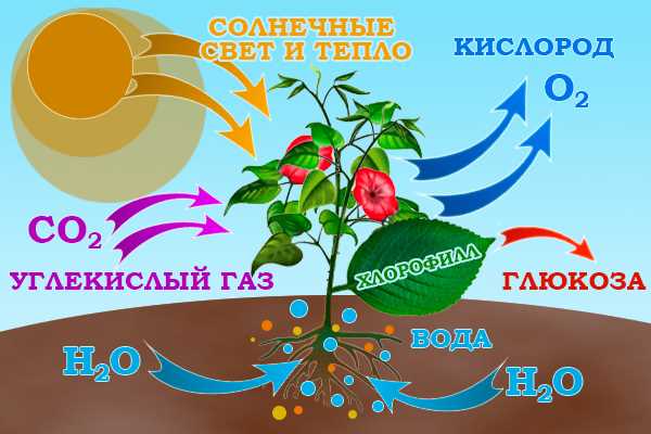 Понимание процесса фотосинтеза