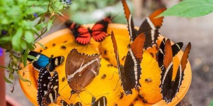 Уход за садом бабочек