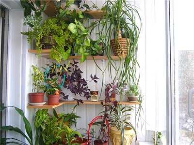 Выбор растений для балконного сада
