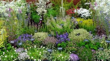 Разнообразные съедобные растения для вашего сада