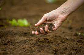 Применение естественных методов улучшения почвы