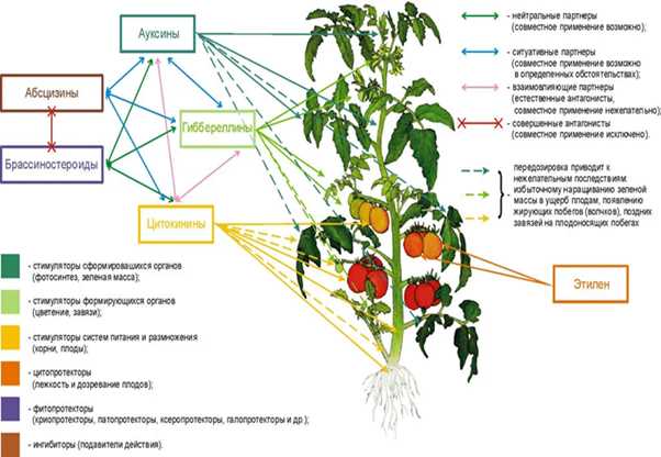 Влияние ускорителей роста на развитие растений