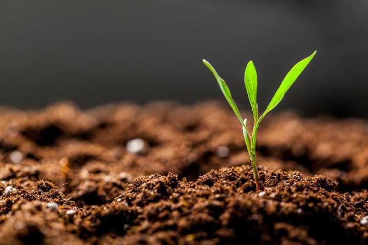 Ускорители роста растений: их использование в сельском хозяйстве