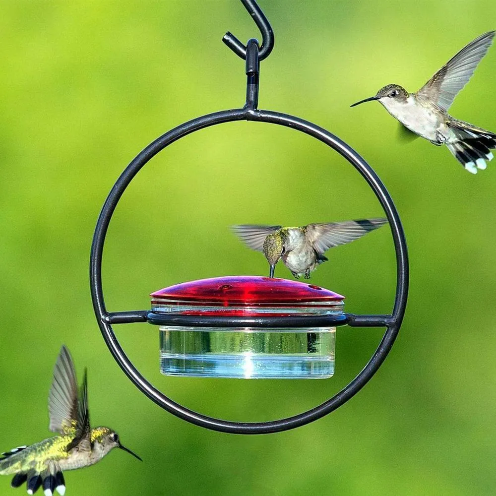 Как привлечь колибри в ваш сад
