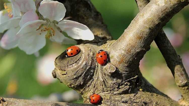 Способы привлечения полезных насекомых в сад