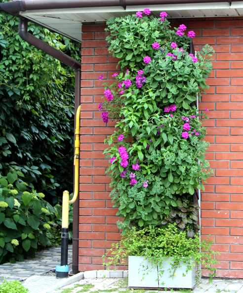Различные способы создания вертикальных садов