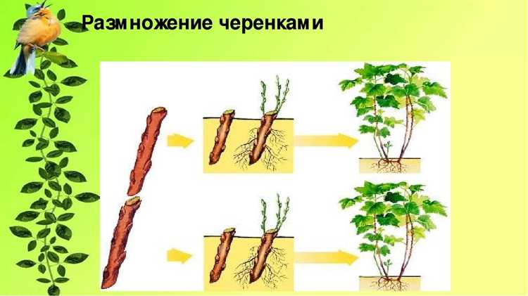 3. Укрепление растений