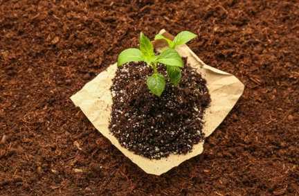 Рекомендации по выбору почвы для выращивания в теплице