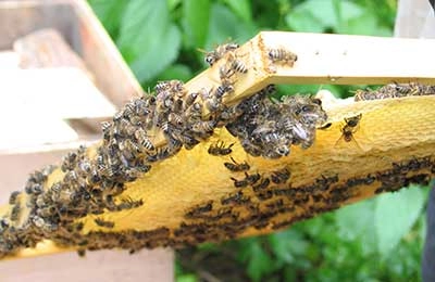 Выбор пчеловодческой семьи