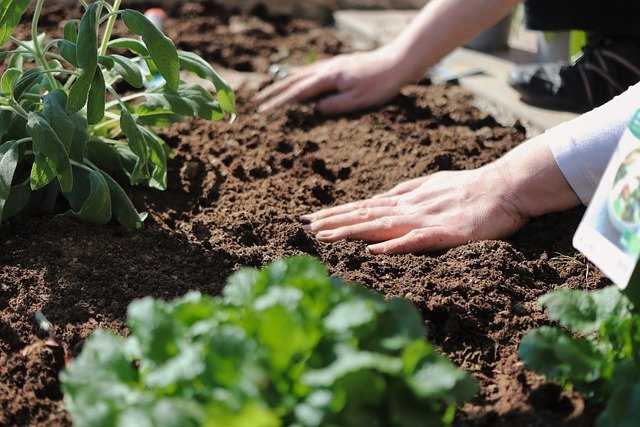 Улучшение качества почвы с помощью компоста и мульчи