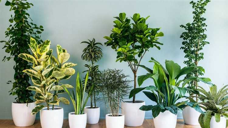 Комнатные растения: как выбрать подходящие вам варианты