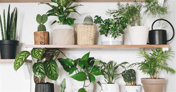 Выбор подходящих вам комнатных растений