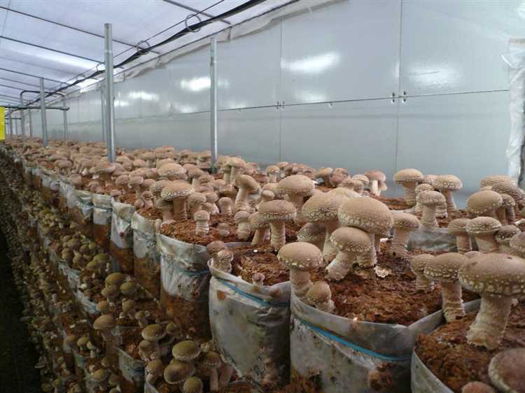 Выбор сорта грибов для выращивания