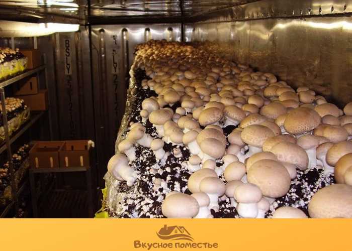 Выращивание грибов в помещении