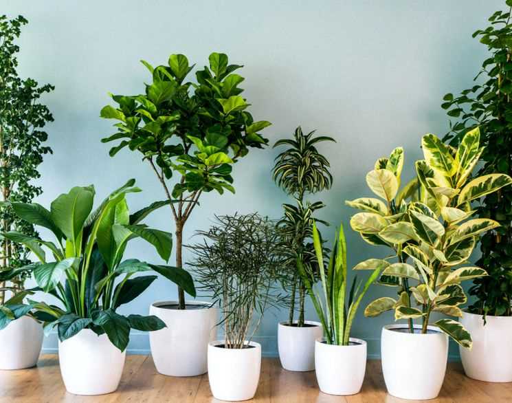 Основы выращивания комнатных растений