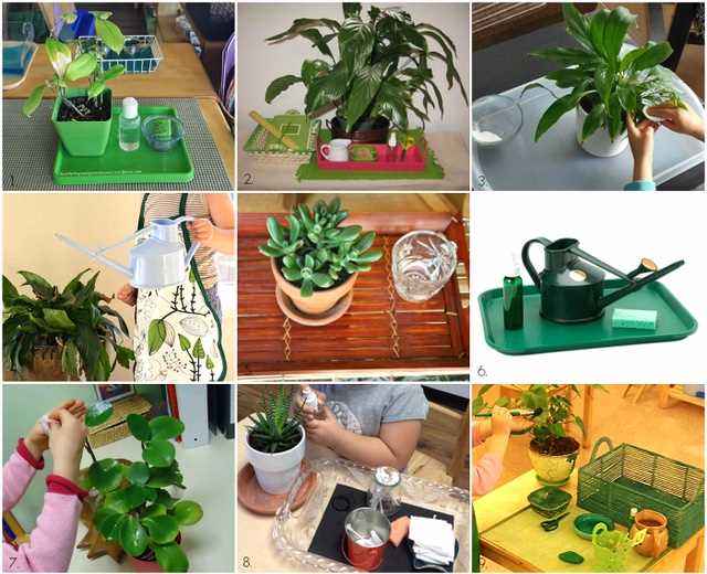 Выращивание и уход за комнатными растениями