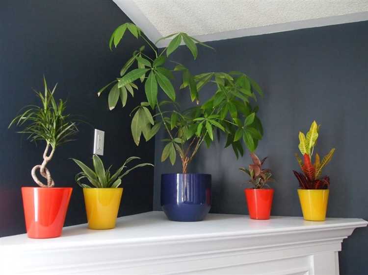 Популярные комнатные растения для внутреннего озеленения: