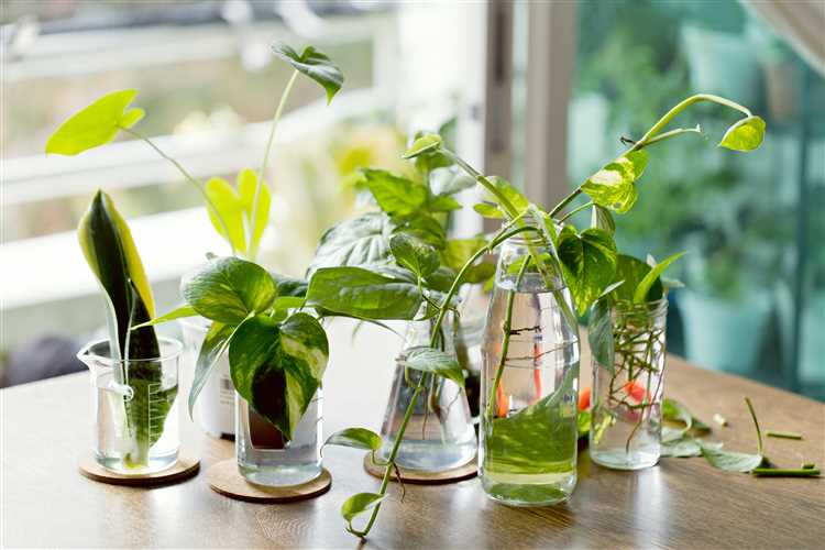 Выращивание комнатных растений в помещении