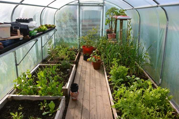 Особенности выращивания комнатных растений в теплице