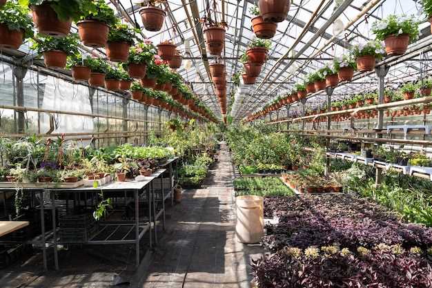 Выращивание комнатных растений в теплице