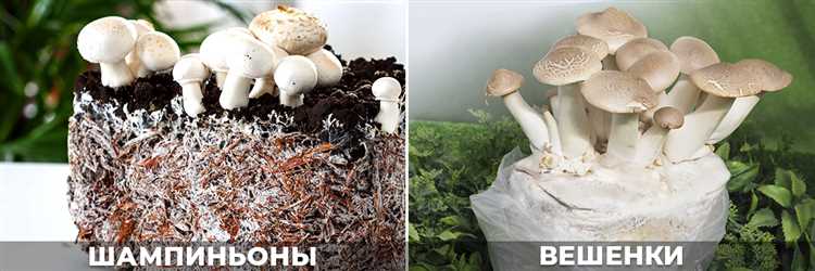 Сбор и использование лесных грибов