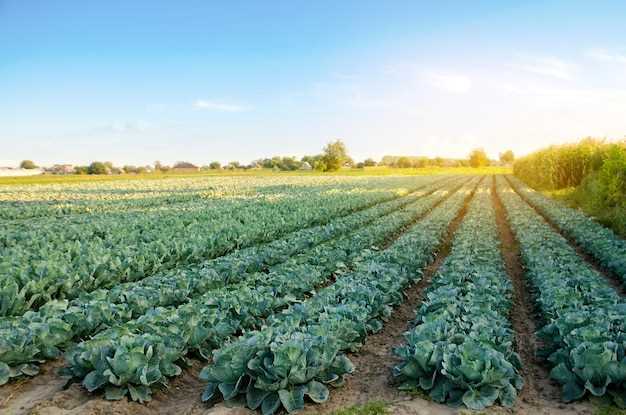 Основные правила ухода за органическими овощами