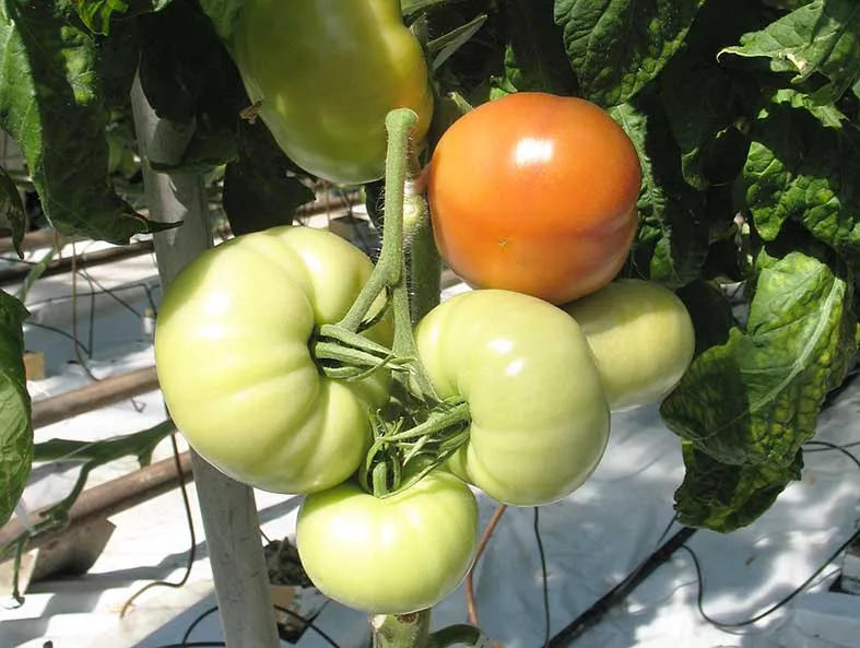 Основы выращивания органических продуктов в теплице