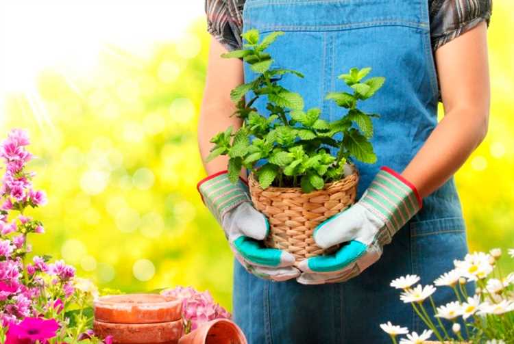 Выращивание органических цветов