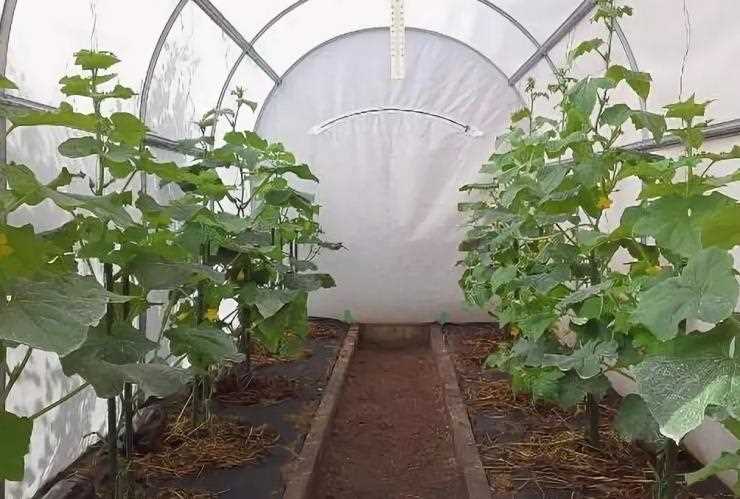 Выращивание овощей в теплице