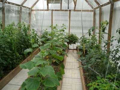 Основы выращивания овощей в теплице