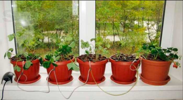 Выбор растений для выращивания в помещении без почвы