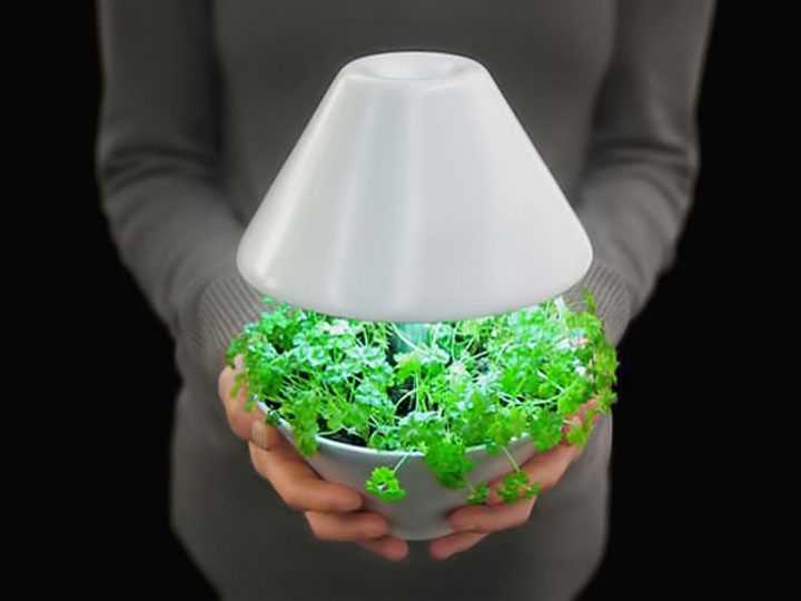 Выращивание растений в комнате с искусственным светом: основные принципы