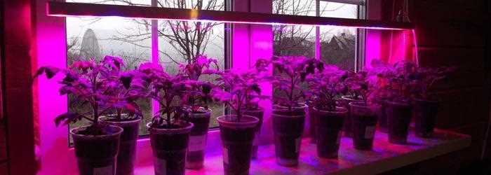Выращивание растений в помещении с искусственным освещением